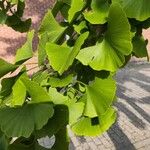 Ginkgo bilobaYaprak