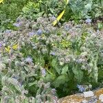 Borago officinalisBloem