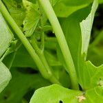 Ipomoea batatas Bark