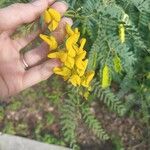 Sesbania drummondii Flower