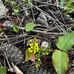 Mahonia aquifoliumᱡᱚ