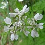 Caucalis platycarpos Flor