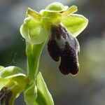 Ophrys fusca 花