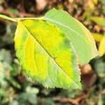 Euonymus verrucosus Leaf