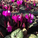 Cyclamen repandum Hábito