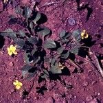 Viola purpurea 整株植物