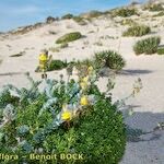 Linaria polygalifolia Buveinė