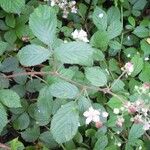 Rubus albionis Övriga