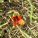 Roemeria argemone Natur