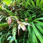 Phragmipedium longifolium Flor