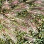 Hordeum jubatum Leaf