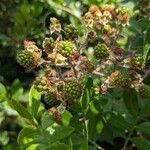 Rubus ulmifoliusFrukt