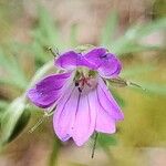 Geranium columbinum Virág