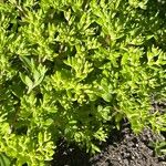 Sedum sarmentosum Leaf