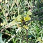 Brassica barrelieri Fleur