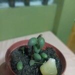 Sedum hernandezii Foglia