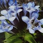 Gentiana septemfida Blodyn