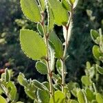 Combretum hereroense Blad