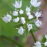 Osmorhiza longistylis Квітка