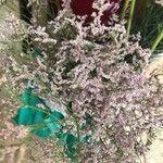 Limonium bellidifolium 花