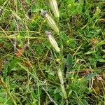 Silene ciliata Hábito