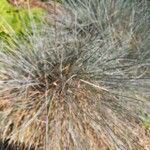 Festuca valesiaca পাতা