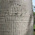 Ceiba pentandra Bark