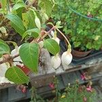 Fuchsia hybrida Flor