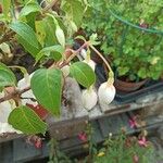 Fuchsia hybrida Flower