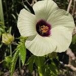 Hibiscus cannabinus Кветка