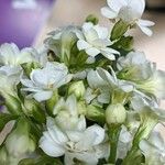 Kalanchoe aromatica Flower