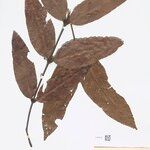 Quiina rhytidopus Hoja