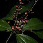 Miconia gracilis 花