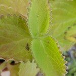 Coleus barbatus Leaf