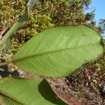 Lethedon cernua Leaf