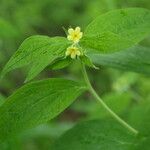 Lithospermum latifolium Hábitos