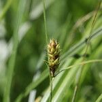 Carex distans Frucht