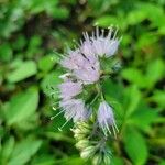 Hydrophyllum virginianumFlower