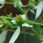 Saxifraga stolonifera Frugt