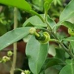 Oxanthera neocaledonica Fruit