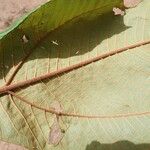 Miconia elata Feuille