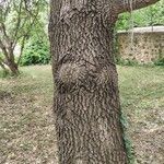 Quercus infectoria Corteza