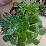 Aeonium castello-paivae Likasa