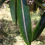 Stillingia lineata Leaf