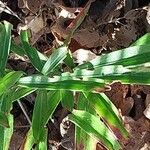 Lilium regale Leaf