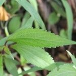 Ageratina riparia Levél