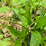 Carex plantaginea Flower