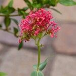 Valeriana angustifolia പുഷ്പം