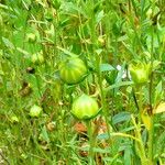 Linum usitatissimum Fruit