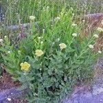 Achillea filipendulina Habit